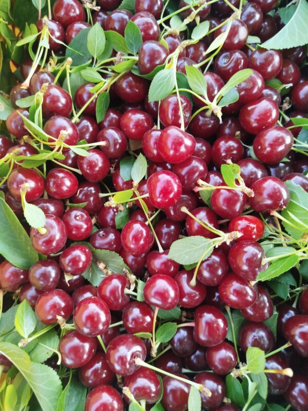 آلبالو درشت و آبدار مجاری