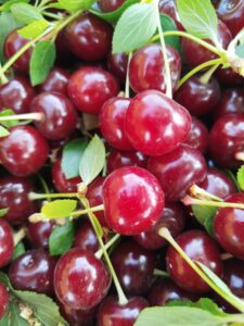 آلبالو درشت و آبدار مجاری