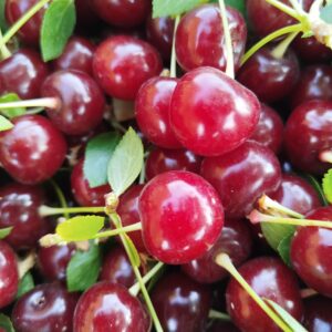آلبالو درشت و آبدار مجاری